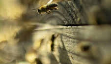 Los secretos de las abejas: La colmena