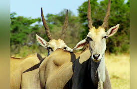 Wildlife Icons: Savanna Life