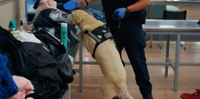 08:15: Border Patrol New Zealand | ProSieben Maxx | 1/9 2026