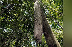 Secrets of the Rainforest: Empire of Ants