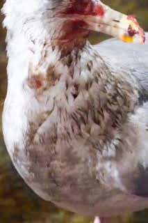 09:00: Pesca radical: Apocalipsis aviaria | Discovery | 4/5 2026