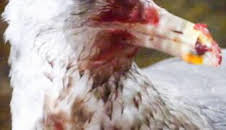 Pesca radical: Apocalipsis aviaria