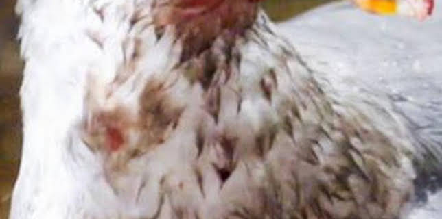 18:43: Pesca radical: Apocalipsis aviaria | Discovery Max | 12/24 2025