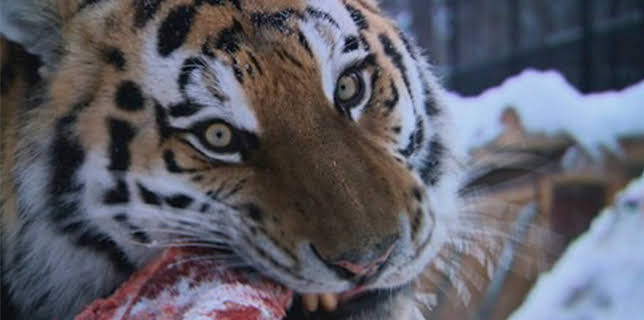 06:30: Dyrepasserne | TV 2 | 11/10 2025