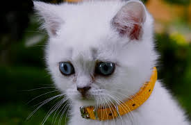 Mittens and Pants: Calm Pants