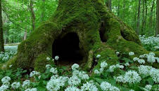 Die letzten Zeugen - Buchenurwälder (Deutschland)