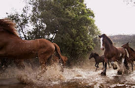 Animal DNA: A Field of Horses