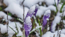 Schnittgut. Alles aus dem Garten