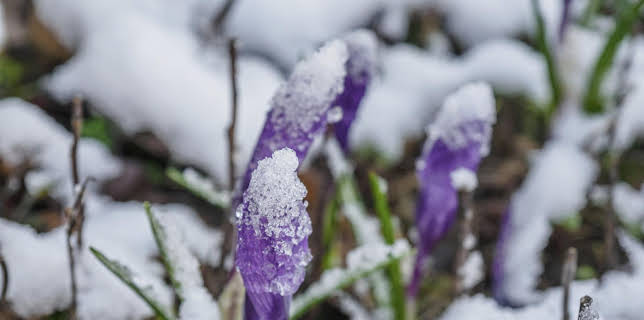 10:00: Schnittgut. Alles aus dem Garten | ARD Alpha | 2/11 2026