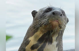 Brazil Untamed: Giant Otter Refuge