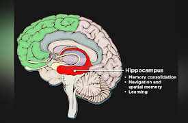 The Scientific Guide to Health and Happiness: How Happiness Is Created in the Brain