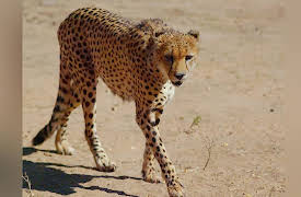 Great Parks Of Africa: Kgalagadi Transfrontier Park