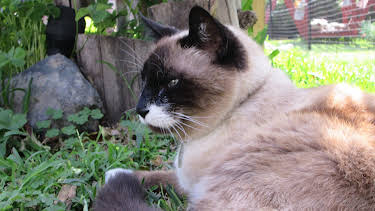 17:00: My Cat From Hell (S6 E7) (S6) | Animal Planet | 2/15 2026