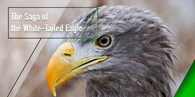 The Saga of the White-Tailed Eagle (2011)