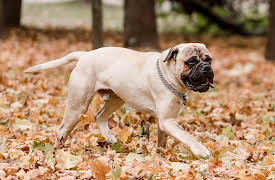 Breed All About It: Bullmastiff