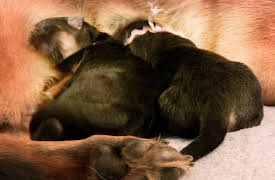 I'm Curious: Puppies