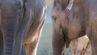 02:35: Neues aus dem Münchner Tierpark Hellabrunn | RBB Fernsehen | 9/14 2026
