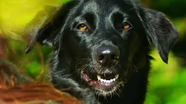 20:50: Hundehuset: Leah | NRK 2 | 4/23 2026