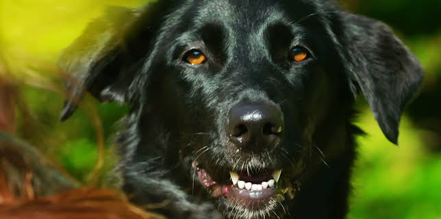 16:20: Hundehuset: Leah | NRK 2 | 1/8 2026