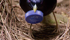 Grandes Documentales Profesiones Salvajes