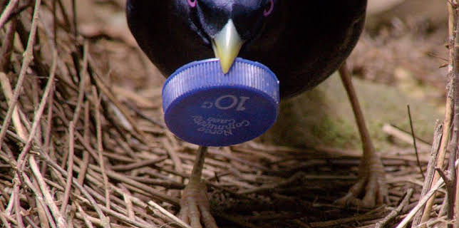 17:13: Grandes Documentales Profesiones Salvajes | LA 2 | 12/12 2025