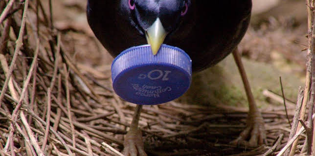 Grandes Documentales Profesiones Salvajes