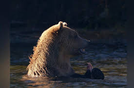 Wild Bear Rescue: Bearly Ready
