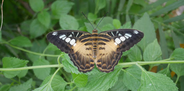 05:38: Dyrenes utrolige evner (S1 E17) (S1) | Animal Planet | 3/8 2026