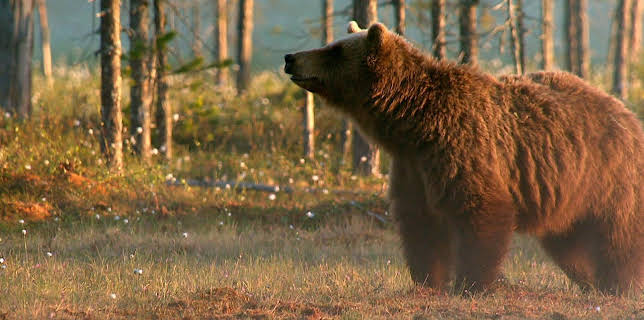 11:50: Abenteuer Wildnis | BR Fernsehen | 1/21 2026