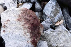 Forensic Files II, Season 1: On the Rocks