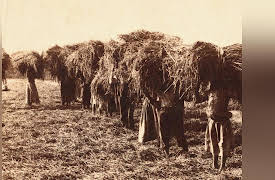 A New History of the American South: The Southern Colonies Take Root