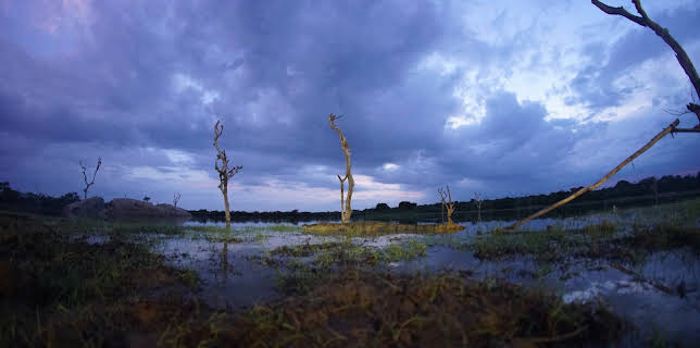 20:00: Extinct Or Alive: The Lost Shark | Animal Planet | 2/25 2026