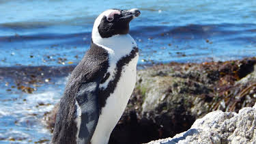 02:53: Meet The Penguins (S1 E5) (S1) | Animal Planet | 12/28 2025