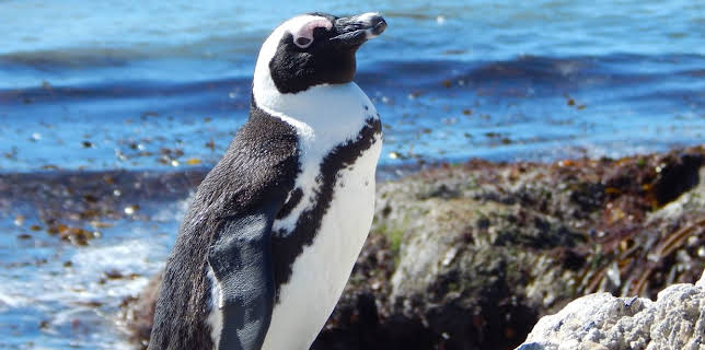 01:53: Meet The Penguins (S1 E5) (S1) | Animal Planet | 12/28 2025