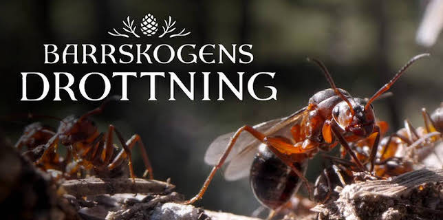 21:40: Barrskogens drottning - syntolkat | SVT24 | 11/1 2025