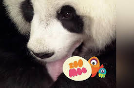 Animal All Stars: Supersize