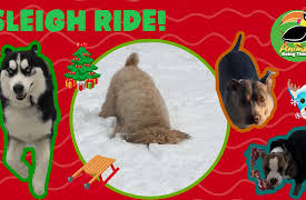 Animals Doing Things: Animals Doing Things | Sleigh Ride!