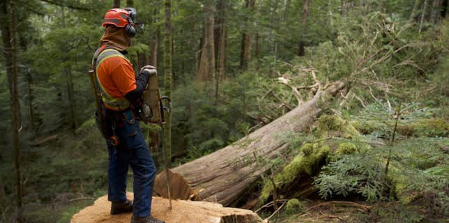 5:00 PM: The Last Woodsmen (S1) | Discovery Channel | 3/7 2026