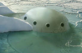 Alien Chronicles: Season 1: Alien Chronicles: Moon, Mars and Antarctic Anomalies