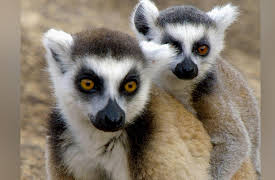 Land Of Primates: Lemurs of Anja Mountain