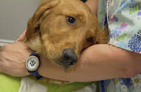 Dr. Jeff Rocky Mountain Vet Season 1: A Full Heart