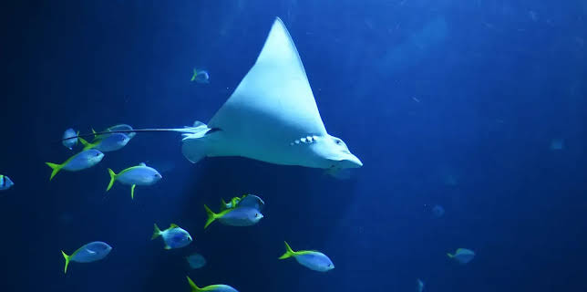 17:10: Leopard, Seebär & Co. (199) | NDR Fernsehen | 12/1 2025