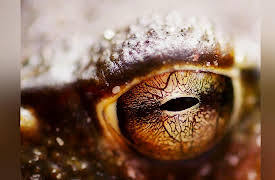 Tales From Zambia: Life and Death on the Plains