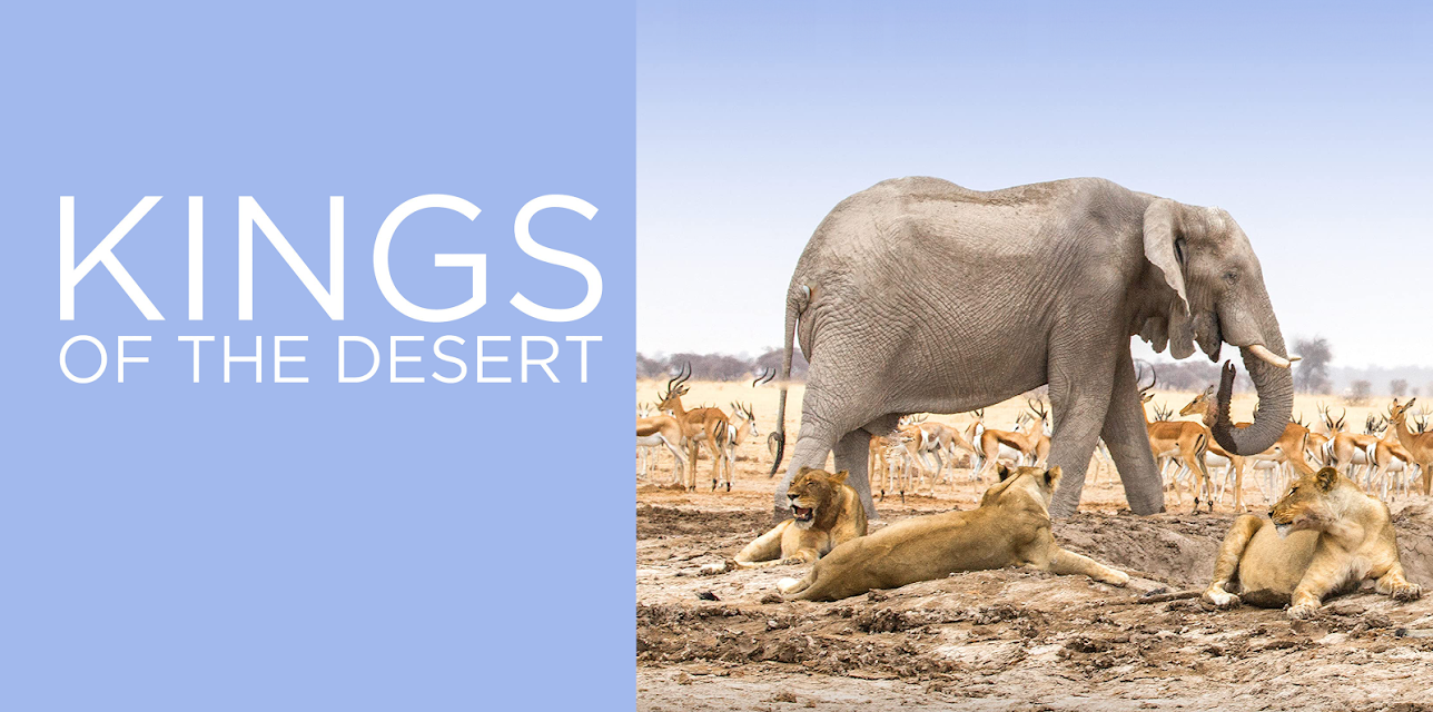 King of the Desert Lions (2016)