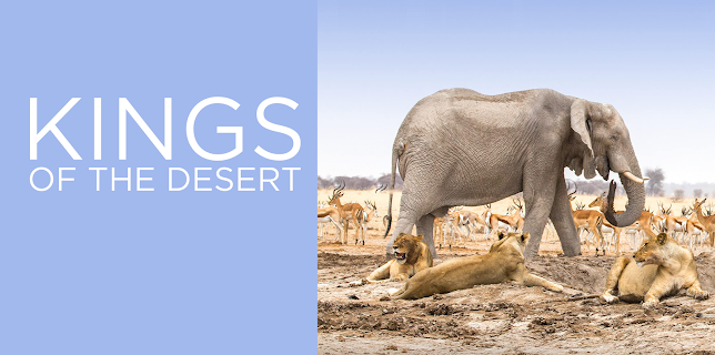 King of the Desert Lions (2016)