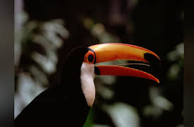 Life of Birds: The Demands of the Egg