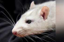Nature's Strangest Mysteries: Solved Season 1: Giggling Rats