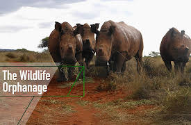 The Wildlife Orphanage: Orphaned Baboon