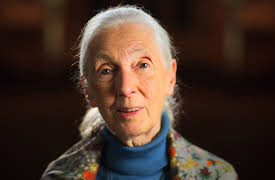 Dear...: Jane Goodall