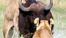 Concebido para matar: El león